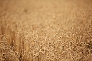Altın buğday kulakları yakın plan. Buğday tarlası. Güzel buğday kulaklı arka plan. Taze buğday mahsulü