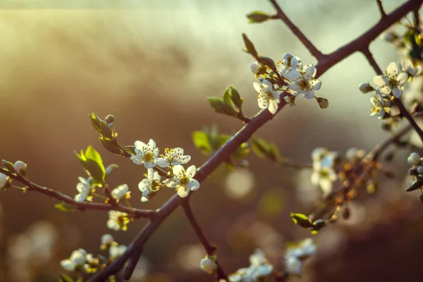 Kirschblüte Frühling Für Hintergrund Oder Kopierraum Für Text Weicher Fokus — Stockfoto