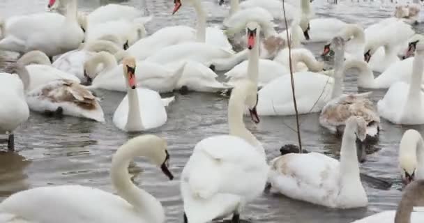 Cisnes brancos comem perto da costa, nadam no lago. Exército de cisnes reunidos para alimentar, um cisne bate asas. — Vídeo de Stock