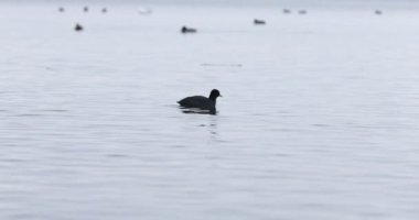 Vahşi kuş sürüsü. Gölde yüzen bir grup siyah ördek ya da martı.