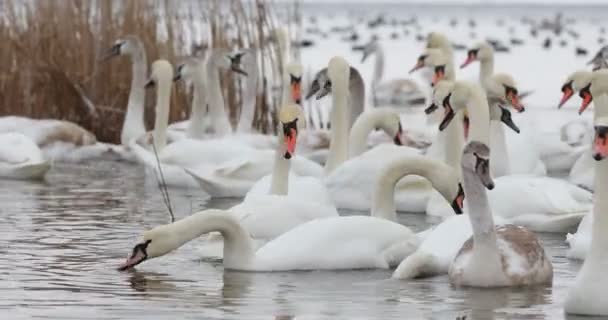 Los cisnes blancos comen cerca de la orilla, nadan en el lago. Ejército de cisnes se reunió para alimentarse, un cisne aletea. — Vídeos de Stock