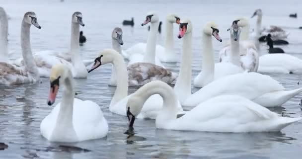 Vita Svanar Äter Nära Stranden Simmar Sjön Armén Svanar Samlades — Stockvideo