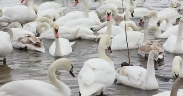 Белые Лебеди Едят Берега Купаются Озере Армия Лебедей Собралась Покормить — стоковое видео