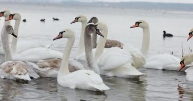 Beyaz kuğular kıyıya yakın yerler, gölde yüzerler. Kuğu ordusu beslenmek için bir araya geldi, bir kuğu kanatları.