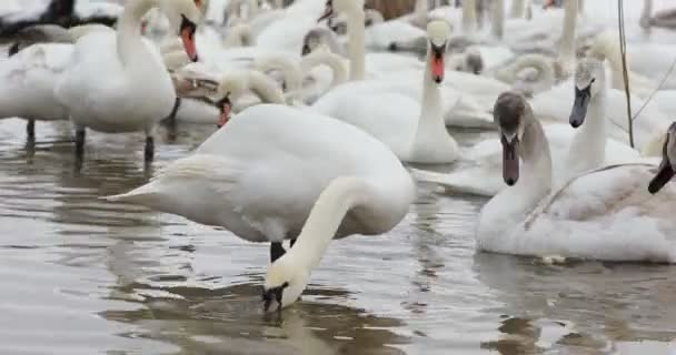 Белые Лебеди Едят Берега Купаются Озере Армия Лебедей Собралась Покормить — стоковое видео