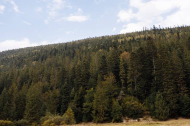 Muhteşem manzara muazzam Karpatlar Dağları 'ndaki kozalaklı orman ve güzel bulutlu arka plan. Vahşi bakire Ukrayna doğasının güzelliği, Avrupa. Popüler turistik cazibe