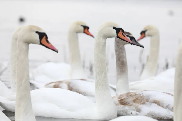 White swan flock in spring water. Swans in water. White swans. Beautiful white swans floating on the water. swans in search of food. selective focus.