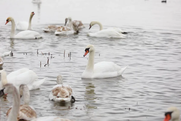 White swan flock in spring water. Swans in water. White swans. Beautiful white swans floating on the water. swans in search of food. selective focus.