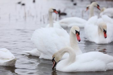 Pınar suyunda beyaz kuğu sürüsü. Sudaki kuğular. Beyaz kuğular. Suda yüzen güzel beyaz kuğular. Yiyecek arayan kuğular. seçici odak.