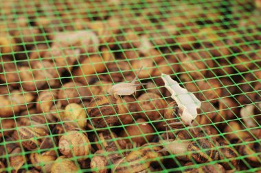 Salyangoz çiftliği. Yenilebilir yumuşakçaların endüstriyel yetiştirilmesi. Helix aspersa muller veya Cornu aspersum.