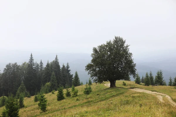 Górskie Krajobrazy Okresie Letnim Ścieżka Pod Górę Oddali Drzewa Wzgórzach — Zdjęcie stockowe