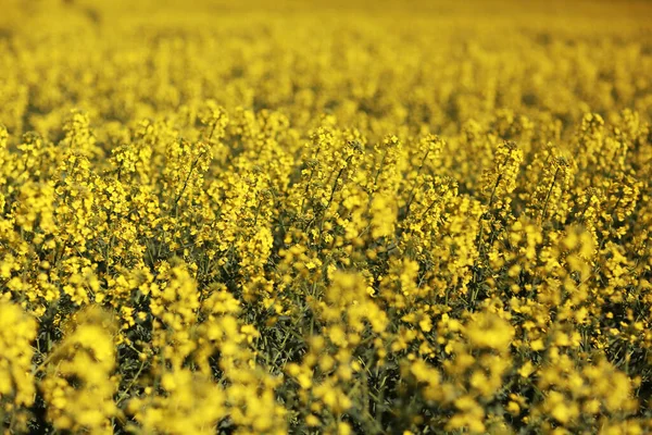 Sarı Kolza Alanı Arkaplan Üstü Görünümü Sarı Kanola Tarımsal Alan — Stok fotoğraf