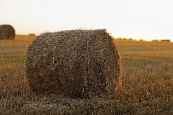 Bales Wheat Hay Straw Stacked Heap Stubble Field Summer Evening — Stock Photo, Image