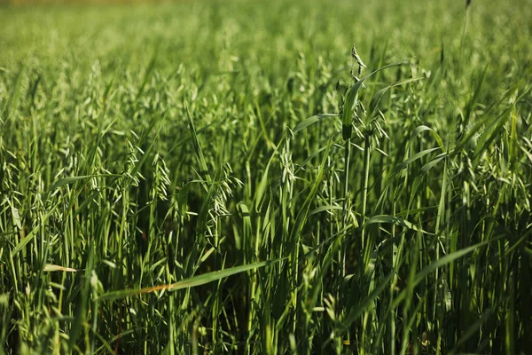 Знімок Зеленого Пшеничного Поля Влітку Пшениця Трава Вирощена Насіння Зерно — стокове фото