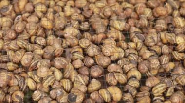 Salyangoz çiftliğinde salyangoz. Salyangoz çiftliği. Salyangoz yetiştirme süreci. Çiftlikte bir sürü salyangoz var. Çiftlik manzaralı salyangozlar. seçici odak