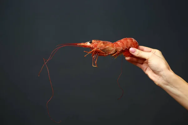 Siyah Arka Planda Taze Kırmızı Langoustine Istakoz Karides Karides Tutan — Stok fotoğraf