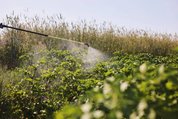 분무기를 사용하는 농부는 농장을 감염으로부터 농업에서는 물질을 그것이다 보호와 — 스톡 사진