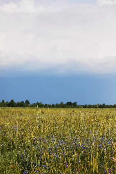 Green Wheat Field Cloudy Sky Sown Farm Field Wheat Cereal — Stock Photo, Image