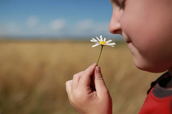 baby boy is smelling dandelion flowers on a field with ears of wheat and blue sky background. copy space.