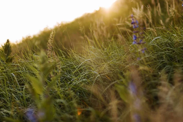 Selective soft focus of dry grass, violet blue vibrant wildflowers, stalks blowing in the wind at golden sunset light, blurred hills on background, copy space. Nature, summer, grass concept