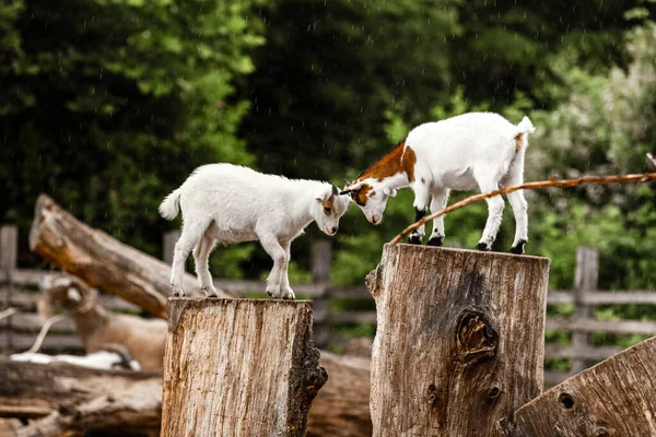 Dos Jóvenes Cabras Juguetonas Golpeándose Parque — Foto de Stock