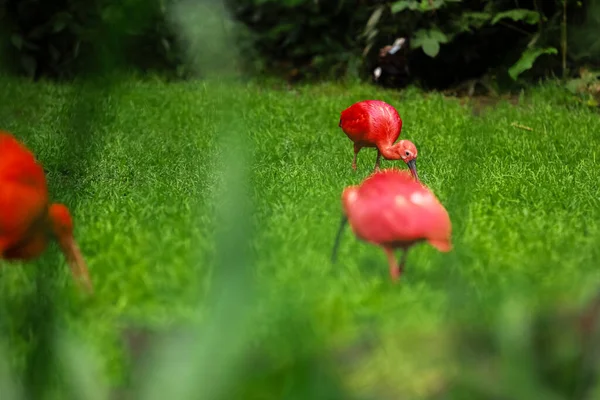 緋色のイビス エウドシムスのゴムは 緑の草の中の食べ物を探しています 緑の背景の赤いイビス 緑の背景の芝生の上の赤い水の鳥 — ストック写真