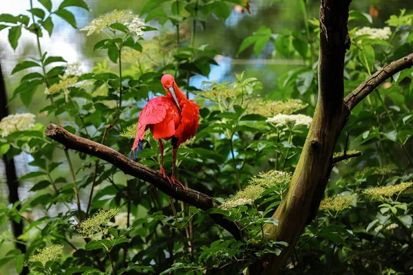 緋色のイビス エウドシムスのゴムが木の上に座っています 緑の背景の赤いイビス 緑の背景の芝生の上の赤い水の鳥 — ストック写真