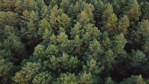 Luftudsyn. Flyver over den smukke grønne skov i et landligt landskab. Top visning af træer i skovbaggrund. – Stock-video