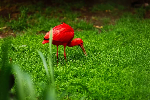 Κόκκινο Ibis Eudocimus Ruber Ψάχνει Για Τροφή Στο Πράσινο Γρασίδι — Φωτογραφία Αρχείου