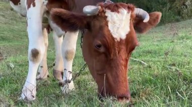 Kırmızı ve beyaz inek çayırda ot yer. Çiftlik arazilerinde otlayan sığırlar. Organik süt ürünleri üretimi. Yeşil çiftlik otlaklarında beslenen süt ineği. Çiftçilik. Hayvancılık.