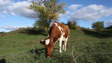Kırmızı ve beyaz inek çayırda ot yer. Çiftlik arazilerinde otlayan sığırlar. Organik süt ürünleri üretimi. Yeşil çiftlik otlaklarında beslenen süt ineği. Çiftçilik. Hayvancılık.