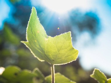 Yaprak ve çiçeği kapat