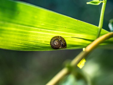 Yaprak ve çiçeği kapat