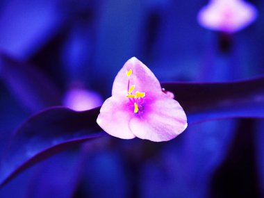 Çiçek ve ağacı kapat. 