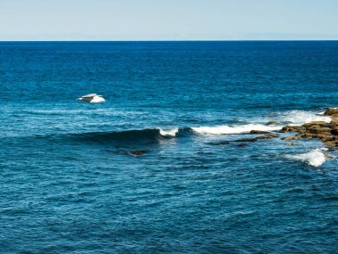 Kuş yükselen güneşin yanından uçuyor. Denizde şafak vakti. Uçan bir martı..