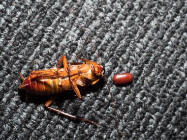 Arka planda hamamböceği