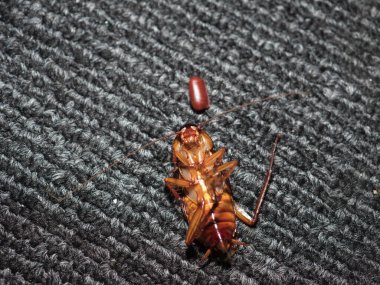 Alt görünüm beyaz zemin üzerinde ölü bir hamamböceği kaplama tasarımı veya metin reklamı için izole