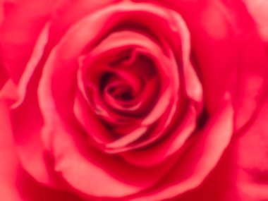 Sevgililer gününde aşkın temsilcisi kırmızı gül çiçeği. Yumuşak odaklanma. Bulanık arkaplan