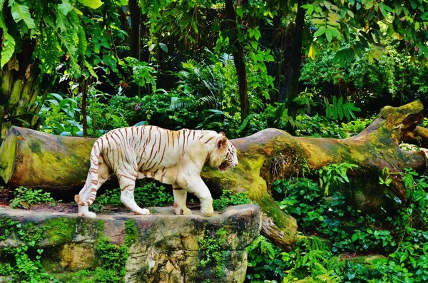Biały tygrys w zoo — Zdjęcie stockowe