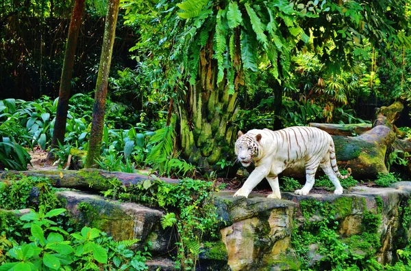 動物園の白い虎 — ストック写真