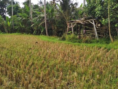 Yakın zamanda Bali Endonezya kırsalında hasat edilen pirinç tarlasının kenarındaki tarım işçileri için ilkel bir kır evi.