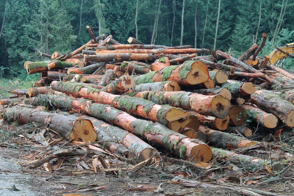 Pile of cut Alder logs in a Pacific Northwest forest clearing — Stock Photo, Image