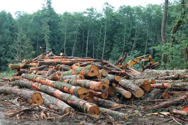 Pile of cut logs in a Pacific Northwest forest clearing — Stock Photo, Image