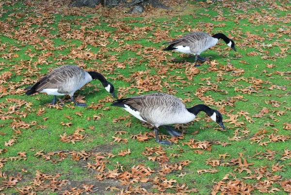Três gansos canadenses pastando em um gramado do parque — Fotografia de Stock
