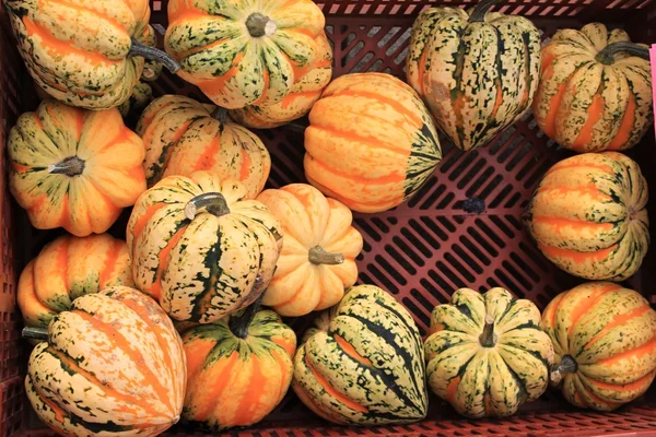 Låda fylld med nyskördade hösten squash — Stockfoto