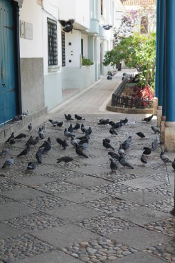 Cuenca, Ekvator Gıda için güvercinlere yem