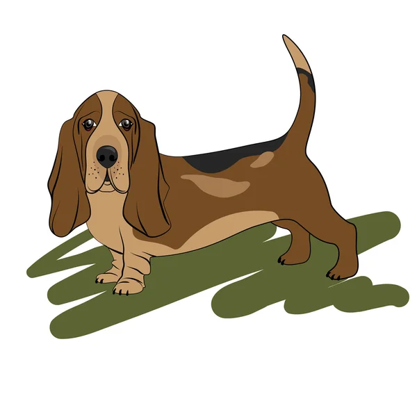 Hunderasse Basset Hound — Stockvektor