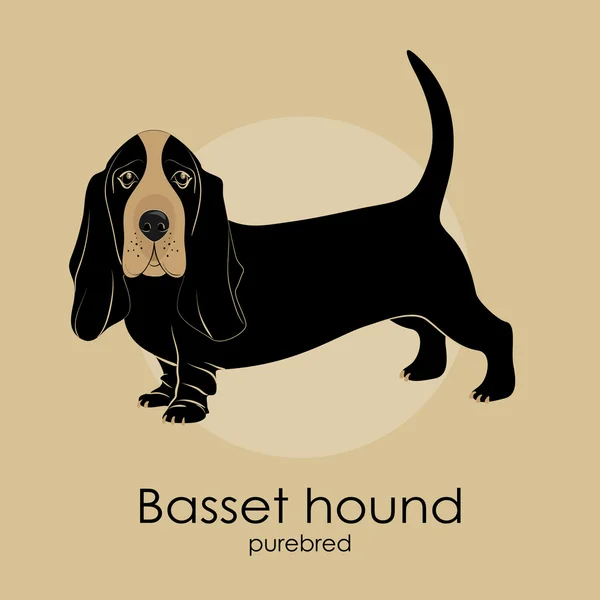 Hunderasse Basset Hound auf beigem Hintergrund — Stockvektor
