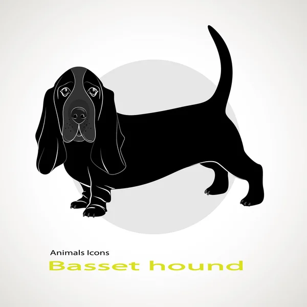 白い背景の上のバセット ・ ハウンドの犬の品種 — ストックベクタ