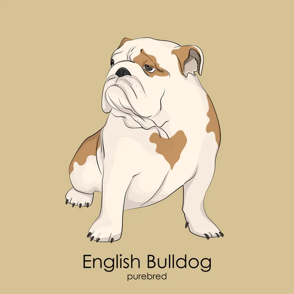 Englische Bulldogge, britische Bulldogge — Stockvektor